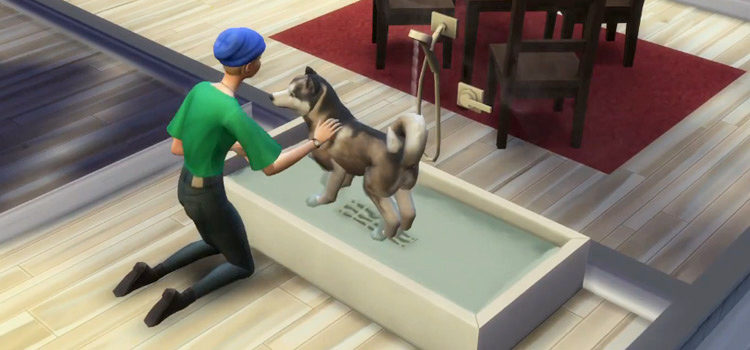 Dog Bath CC preview from The Sims 4