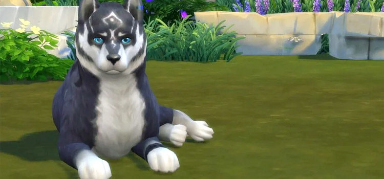 Wolf Link recreated in The Sims 4