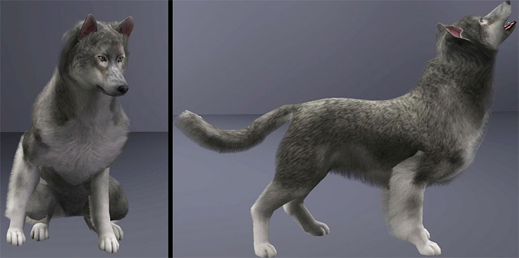Sims 4 Mod - Grey Wolf as a Pet Preview